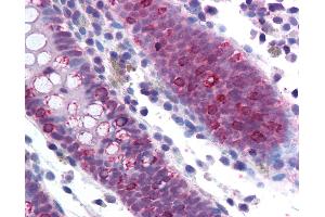 Anti-SF1 antibody IHC of human colon.