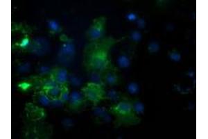 Immunofluorescence (IF) image for anti-phosphodiesterase 2A, CGMP-Stimulated (PDE2A) antibody (ABIN1500078) (PDE2A anticorps)