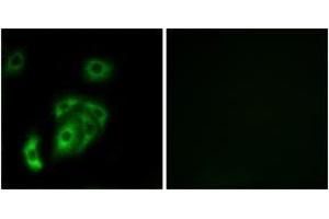 Immunofluorescence analysis of A549 cells, using CNTN5 Antibody. (Contactin 5 anticorps  (AA 891-940))