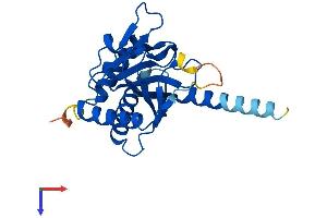 AlphaFold protein structure predicition of Mouse Recombinant Egln3 Protein, UniprotID Q91UZ4