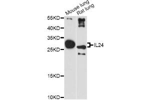 Western blot analysis of extracts of various cell lines, using IL24 antibody (ABIN1875418) at 1:3000 dilution. (IL-24 anticorps)