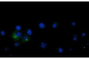 Anti-LGR5 mouse monoclonal antibody (ABIN2454608) immunofluorescent staining of COS7 cells transiently transfected by pCMV6-ENTRY LGR5 (RC212825). (LGR5 anticorps  (AA 250-550))