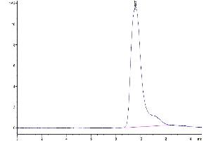 The purity of Mouse Fc gamma RIIB/CD32b is greater than 95 % as determined by SEC-HPLC.