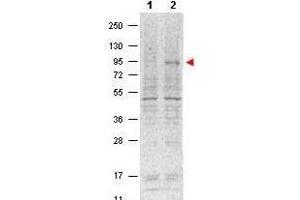 Western blot using  Protein A purified Mouse Monoclonal anti-Stat5 pY694 antibody shows detection of phosphorylated Stat5 (indicated by arrowhead at ~91 kDa) in NK92 cells after 30 min treatment with 1Ku of IL-2 (lane 2). (STAT5A anticorps  (Internal Region, pTyr694))