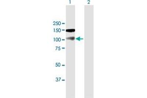 Western Blot analysis of NBR1 expression in transfected 293T cell line by NBR1 MaxPab polyclonal antibody. (NBR1 anticorps  (AA 1-966))