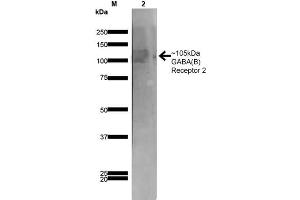 Western Blot analysis of Rat Brain Membrane showing detection of ~105 kDa GABA B Receptor 2 protein using Mouse Anti-GABA B Receptor 2 Monoclonal Antibody, Clone S81-2 . (GABBR2 anticorps  (AA 861-912))