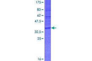 Image no. 1 for WD Repeat Domain 82 (WDR82) (AA 1-137) protein (GST tag) (ABIN1325284)