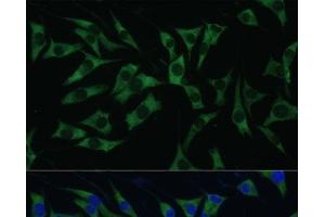 Immunofluorescence analysis of L929 cells using Polyclonal AntibodyPC1 Polyclonal Antibody at dilution of 1:100 (40x lens). (PC1 anticorps)