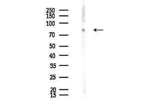 anti-Alkaline Phosphatase (ALP) (Internal Region) antibody
