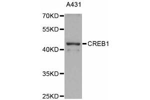 Western blot analysis of extracts of A-431 cells, using CREB1 antibody (ABIN4903374) at 1:1000 dilution. (CREB1 anticorps)