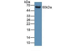 Figure. (C9 anticorps  (AA 22-265))
