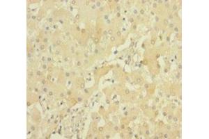 Immunohistochemistry of paraffin-embedded human liver tissue using ABIN7168904 at dilution of 1:100 (PRSS23 anticorps  (AA 20-383))