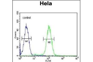 HRASLS3 Antibody (C-term) (ABIN651933 and ABIN2840461) flow cytometric analysis of Hela cells (right histogram) compared to a negative control cell (left histogram). (PLA2G16 anticorps  (C-Term))