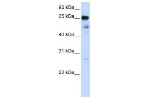 Western Blotting (WB) image for anti-Zinc Finger Protein 490 (ZNF490) antibody (ABIN2458398) (ZNF490 anticorps)