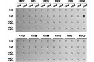 Dot-blot analysis of all sorts of methylation peptides using H3R26me1 antibody. (Histone 3 anticorps  (H3R26me))