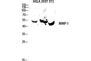Western Blot (WB) analysis of HeLa 293T 3T3 lysis using MMP-1 antibody. (MMP1 anticorps  (C-Term))