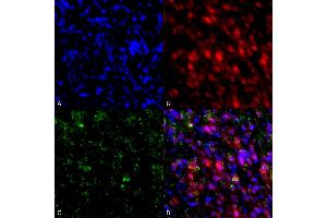 Immunocytochemistry/Immunofluorescence analysis using Mouse Anti-Alpha Synuclein Monoclonal Antibody, Clone 4F1 (ABIN5564109). (SNCA anticorps  (Atto 488))