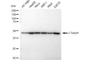 Western blotting analysis using gamma Tubulin antibody (ABIN7800670). (Recombinant gamma Tubulin anticorps)