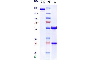 Anti-BTLA / CD272 Reference Antibody (icatolimab) on SDS-PAGE under reducing (R) condition. (Recombinant BTLA (Icatolimab Biosimilar) anticorps)