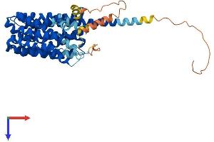 AlphaFold protein structure predicition of Mouse Recombinant Slc16a1 Protein, UniprotID P53986