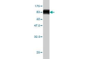 Western Blot detection against Immunogen (84. (NAE1 anticorps  (AA 1-534))