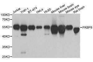 FKBP8 anticorps  (AA 60-270)