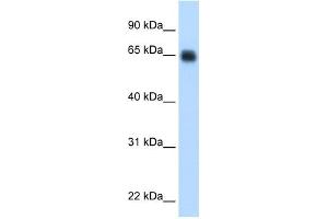 KNG1 antibody used at 0. (KNG1 anticorps  (Middle Region))