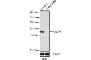 Western blot analysis of extracts from normal (control) and RAB27A knockout (KO) HeLa cells using RAB27A Polyclonal Antibody at dilution of 1:1000. (RAB27A anticorps)