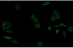 anti-alpha-2-Glycoprotein 1, Zinc-Binding (AZGP1) (AA 18-296) antibody