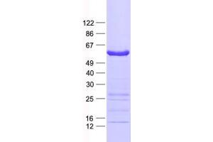 Validation with Western Blot