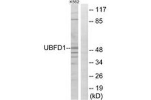 Western blot analysis of extracts from K562 cells, using UBFD1 Antibody.
