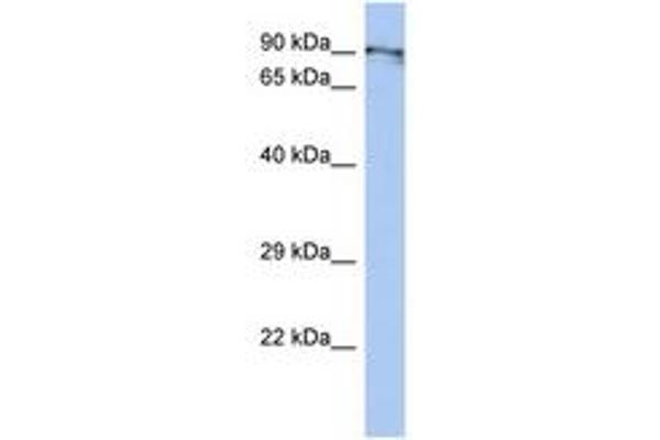 BEND2 anticorps  (C-Term)