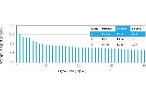 Protein Array (PAr) image for anti-Forkhead Box A2 (FOXA2) antibody (ABIN7456269)