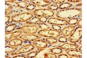 IHC image of ABIN7159861 diluted at 1:600 and staining in paraffin-embedded human kidney tissue performed on a Leica BondTM system. (Fission 1 anticorps  (AA 1-122))