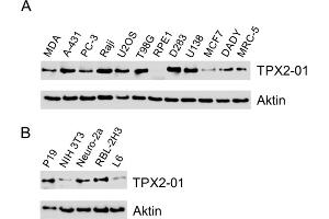Western blotting analysis of TPX2 using monoclonal antibody TPX2-01 in A) human cell lines, B) murine (P19, NIH 3T3, Neuro-2a) and rat (RBL-2H3, L6) cell lines. (TPX2 anticorps)