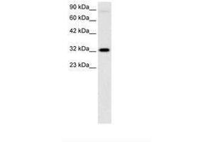 Image no. 3 for anti-Mesenchyme Homeobox 1 (MEOX1) (AA 38-87) antibody (ABIN6735804) (MEOX1 anticorps  (AA 38-87))
