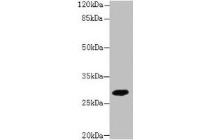 Western blot All lanes: PIP4P2 antibody at 5 μg/mL + Mouse liver tissue Secondary Goat polyclonal to rabbit IgG at 1/10000 dilution Predicted band size: 29 kDa Observed band size: 29 kDa (Type 2 Phosphatidylinositol 4,5-Bisphosphate 4-Phosphatase (PIP4P2) (AA 1-191) anticorps)