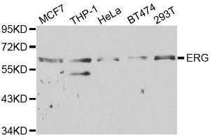 Western blot analysis of extracts of various cell lines, using ERG antibody.