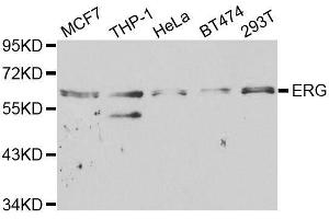Western blot analysis of extracts of various cell lines, using ERG antibody. (ERG anticorps  (AA 1-280))