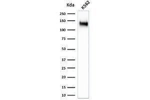 Western Blot Analysis of K562 cell lysate using CD43 Rabbit Recombinant Monoclonal Antibody (SPN/1766R).
