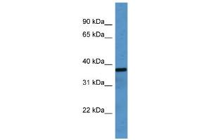 WB Suggested Anti-OR2H1 Antibody Titration: 0. (OR2H1 anticorps  (C-Term))