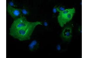 Anti-PIK3AP1 mouse monoclonal antibody (ABIN2453461) immunofluorescent staining of COS7 cells transiently transfected by pCMV6-ENTRY PIK3AP1 (RC214125). (PIK3AP1 anticorps)