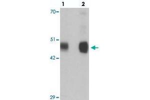 Western blot analysis of RILPL1 in rat cerebellum tissue with RILPL1 polyclonal antibody  at (lane 1) 0. (RILPL1 anticorps  (N-Term))