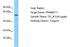 Host: Rabbit Target Name: PRAMEF17 Sample Type: 721_B Whole Cell lysates Antibody Dilution: 1. (PRAMEF17 anticorps  (N-Term))
