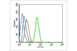 MCF-7 cells probed with GPR49/LGR5 Polyclonal Antibody, unconjugated  at 1:100 dilution for 30 minutes compared to control cells (blue) and isotype control (orange)