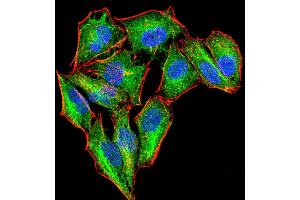 Immunofluorescence analysis of Hela cells using PKN1 mouse mAb (green).