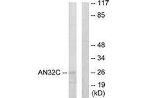 Western Blotting (WB) image for anti-Acidic (Leucine-Rich) Nuclear phosphoprotein 32 Family, Member C (ANP32C) (AA 121-170) antibody (ABIN2889322) (ANP32C anticorps  (AA 121-170))