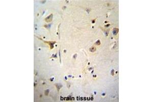 AGBL5 Antibody (N-term) immunohistochemistry analysis in formalin fixed and paraffin embedded human brain tissue followed by peroxidase conjugation of the secondary antibody and DAB staining. (AGBL5 anticorps  (N-Term))