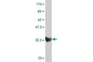 Western Blot detection against Immunogen (37.