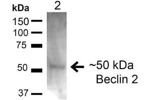 Western blot analysis of Rat Liver showing detection of ~48kDa Beclin-2 protein using Rabbit Anti-Beclin-2 Polyclonal Antibody .